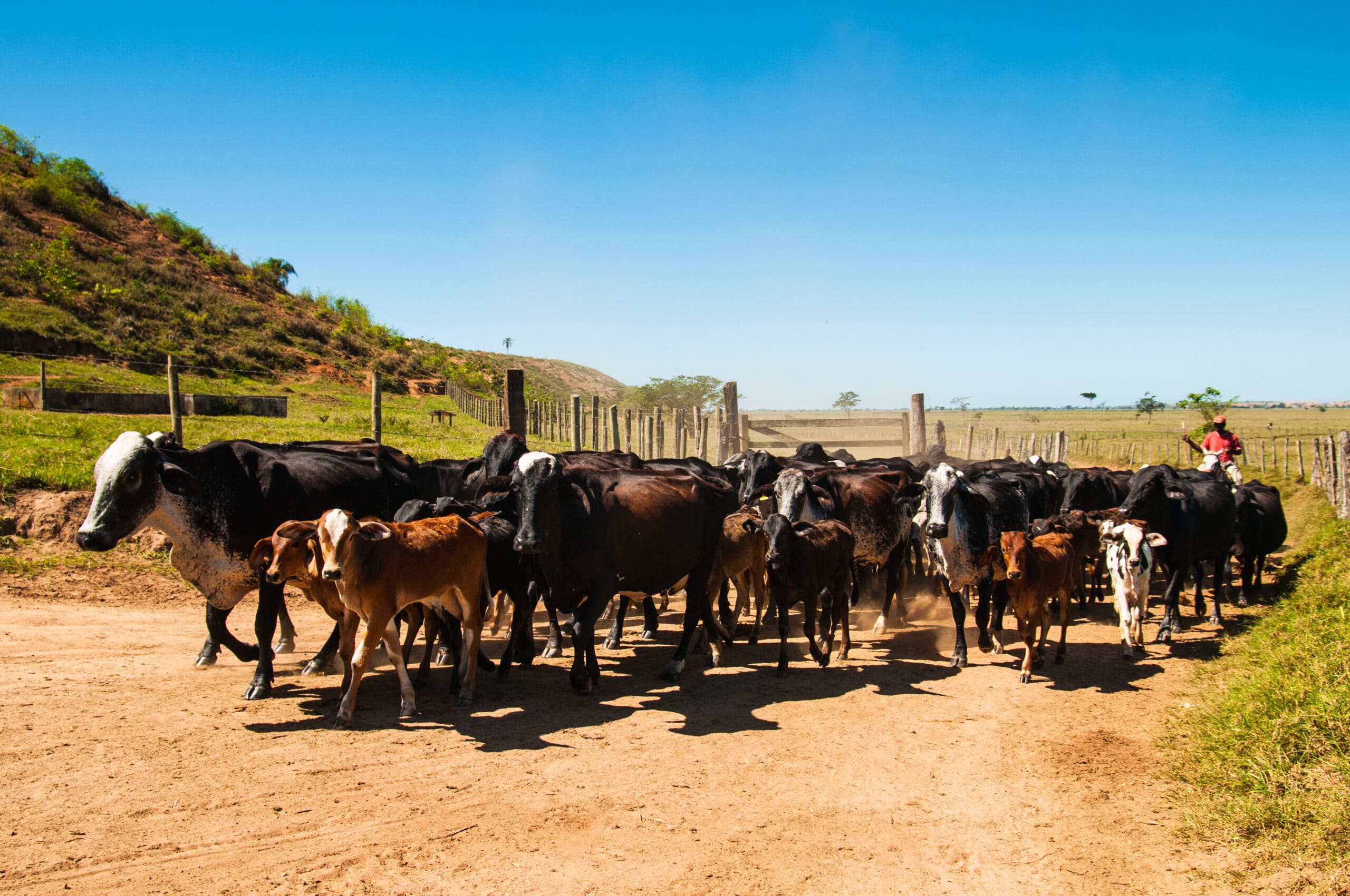 Presidente Kennedy aposta na fruticultura para diversificação agrícola |  Conexão Safra