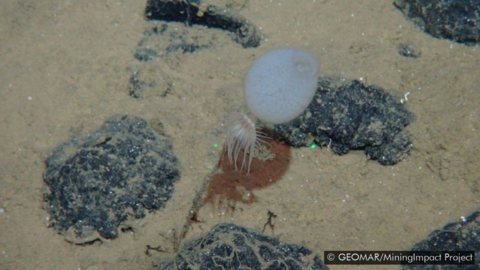 Uma anêmona do mar e uma esponja agarrada a um nódulo polimetálico - Foto: GEOMAR/MININGIMPACT PROJECT