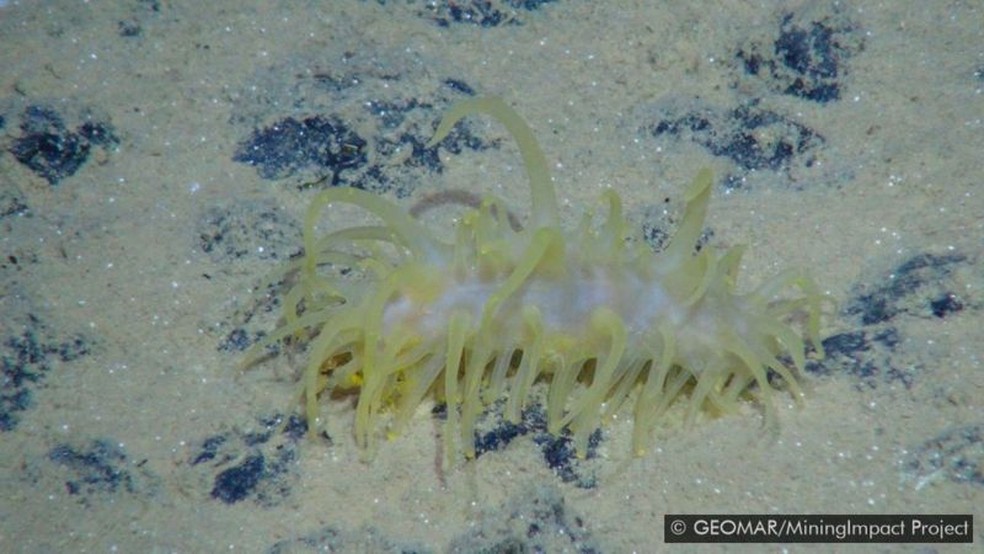 Ao contrário de outros residentes, os pepinos-do-mar podem se mover pela superfície dos sedimentos - Foto: GEOMAR/MININGIMPACT PROJECT
