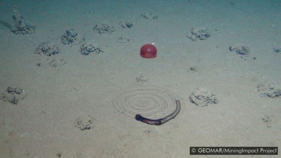 Outro tipo de rastro - uma espiral curiosa deixada por uma minhoca do mar, observada acima por uma água-viva - Foto: GEOMAR/MININGIMPACT PROJECT