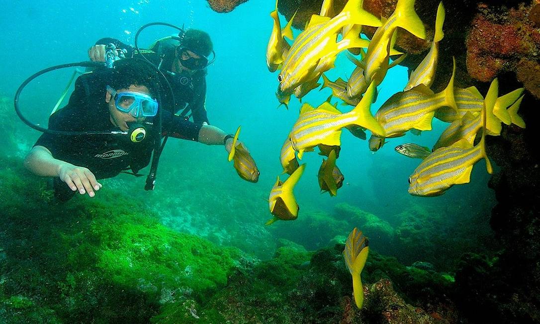 Mergulho em Fernando de Noronha, Pernambuco Foto: Tadeu Pereira / Wikimedia Commons / Reprodução