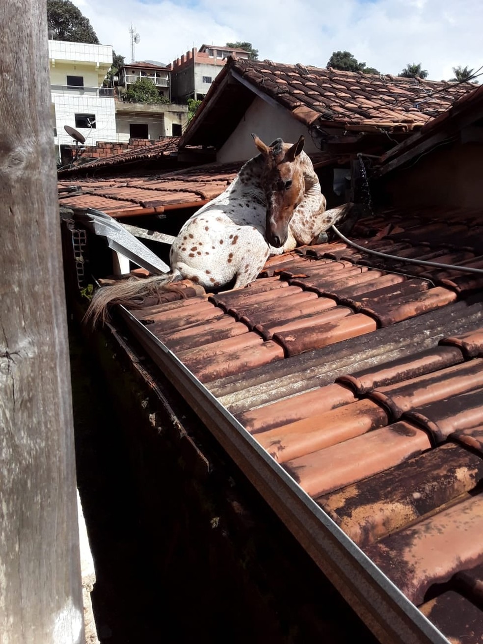 Cavalo caiu no telhado da prefeitura de Aricanduva - Foto: Prefeitura de Aricanduva