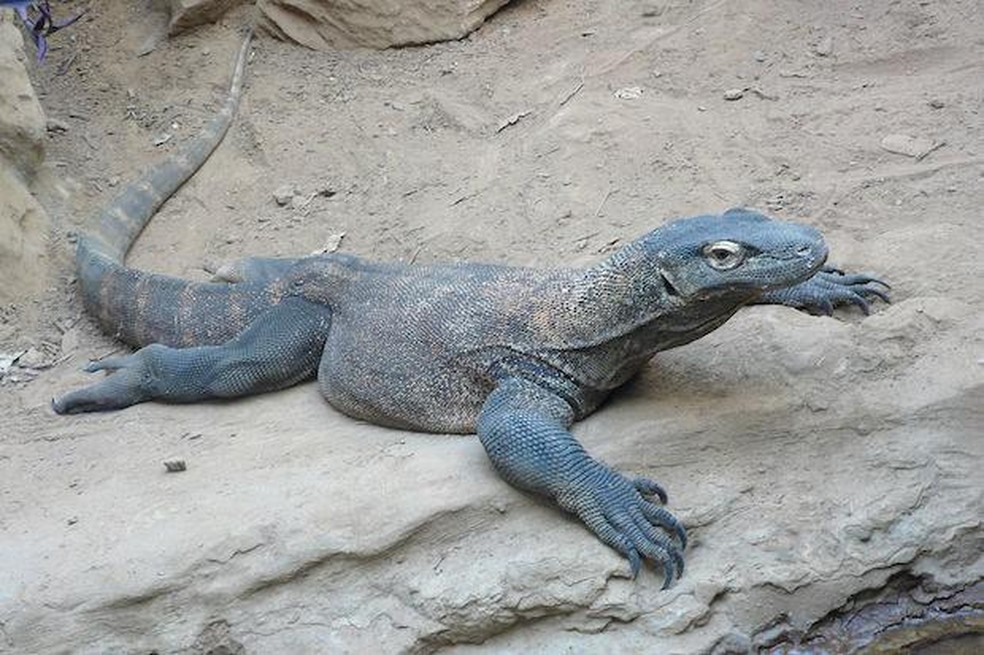 A saliva do dragão-de-komodo é venenosa  - Foto: TimVickers / Wikimedia Commons / CreativeCommons