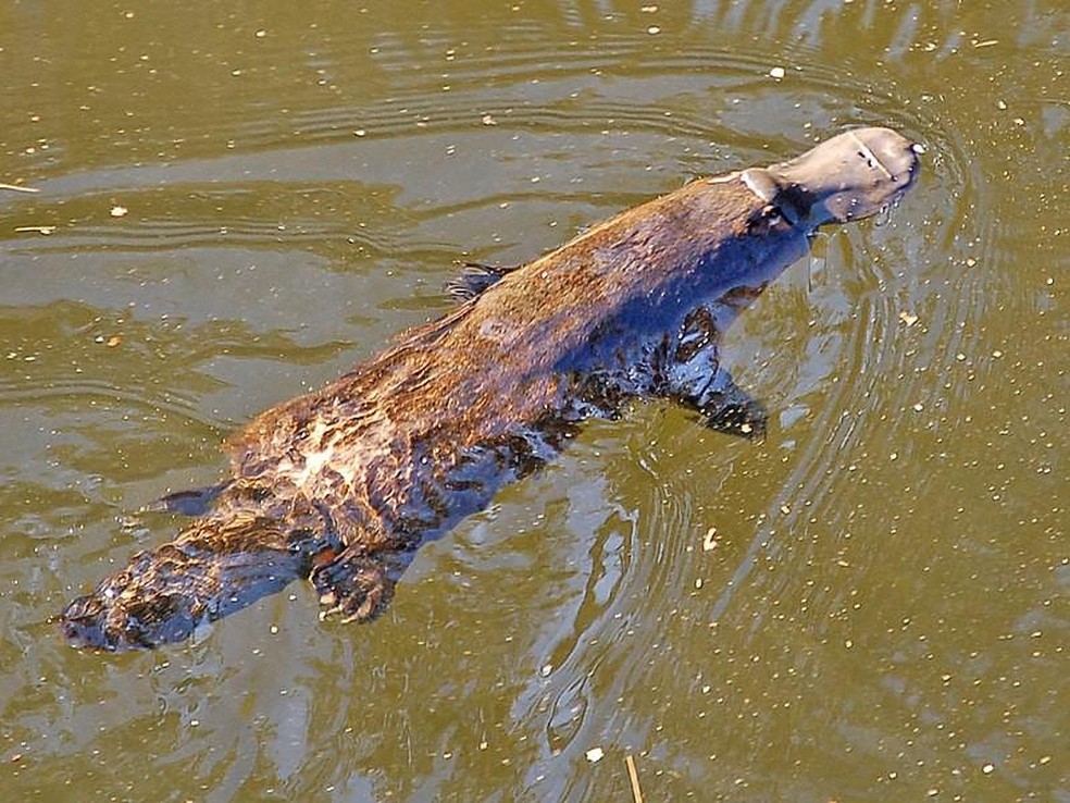 Ornitorrinco - Ornithorhynchus anatinus  - Foto: Stefan Heinrich/ Wikimedia Commons/ Creative Commons