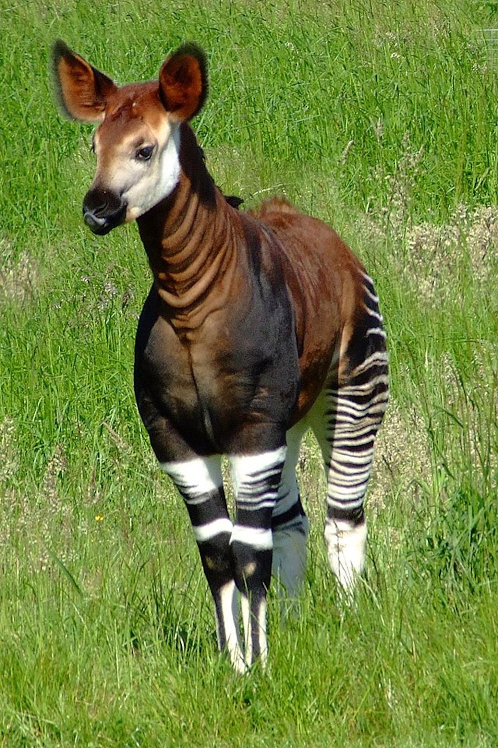 Okapia Johnstoni - Foto: Charles Miller/ Wikimedia Commons/ Creative Commons