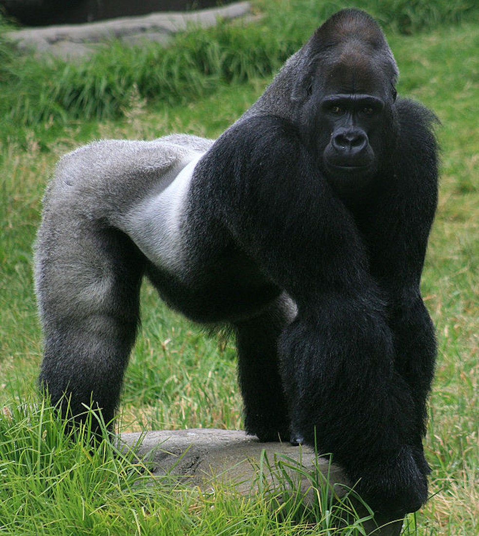 Gorila na selva - Foto: Brocken Inaglory/ Wikimedia Commons/ Creative Commons