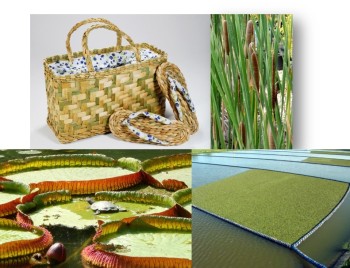 Algumas macrófitas e produtos feitos delas.