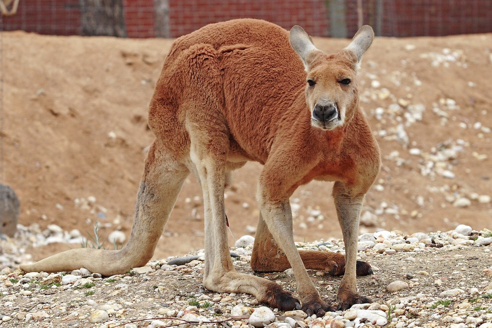 Canguru-vermelho - Osphranter rufus - Foto: fir0002/ Wikimedia Commons/ Creative Commons