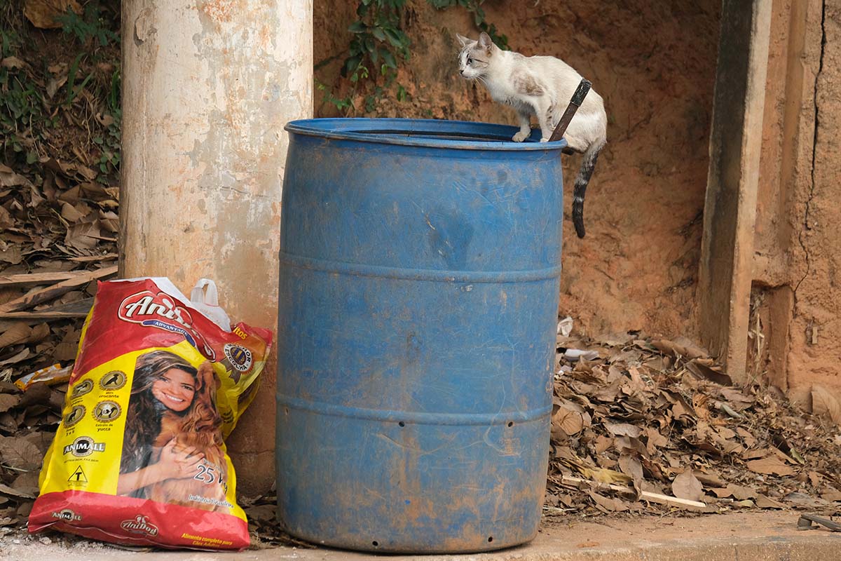 Gato em cima de tambor de lixo na rua 