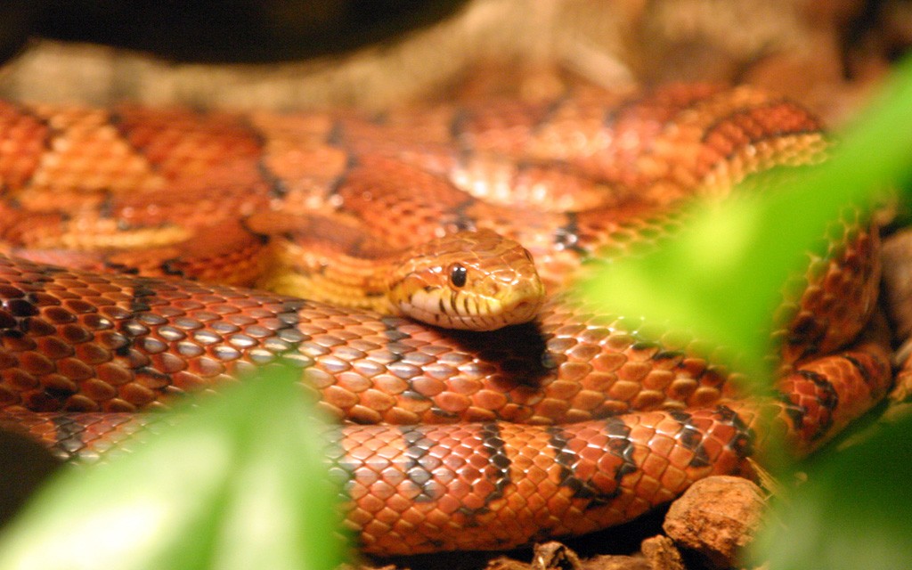 A serpente parece venenosa por suas cores chamativas mas é inofensiva aos seres humanos (Foto: Wikipedia/ CreativeCommons)