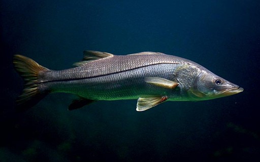 Como criar robalo - Revista Globo Rural | Como criar