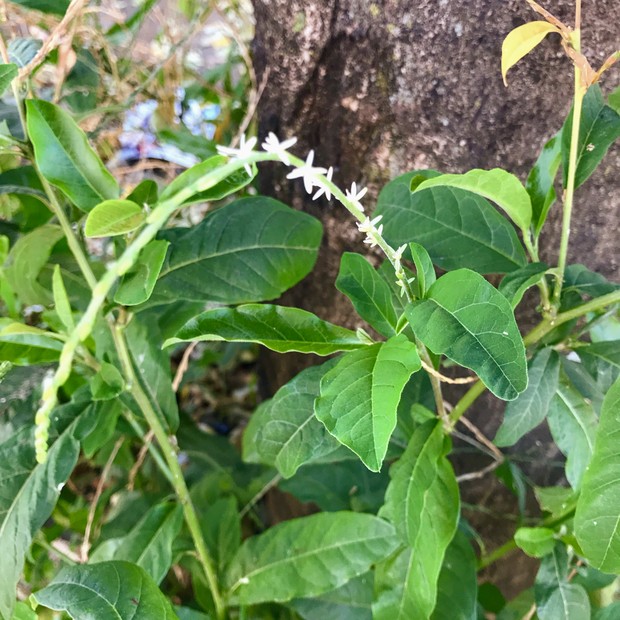 Guinea plant or Petiveria alliacea (Foto: Getty Images/iStockphoto)