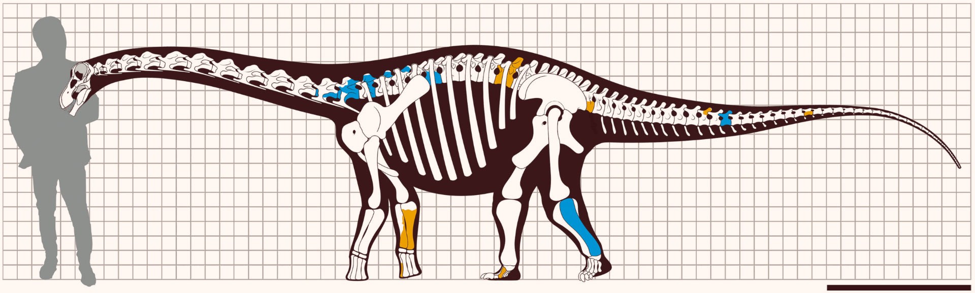 Reconstrução esquelética de Ibirania parva: elementos ósseos recuperados (coloridos) e ossos ausentes (brancos) foram reconstruídos por meio de comparações com espécies intimamente relacionadas. Ao lado, está representado um humano com 1,8 metro de altura (Foto: Navarro et al. )