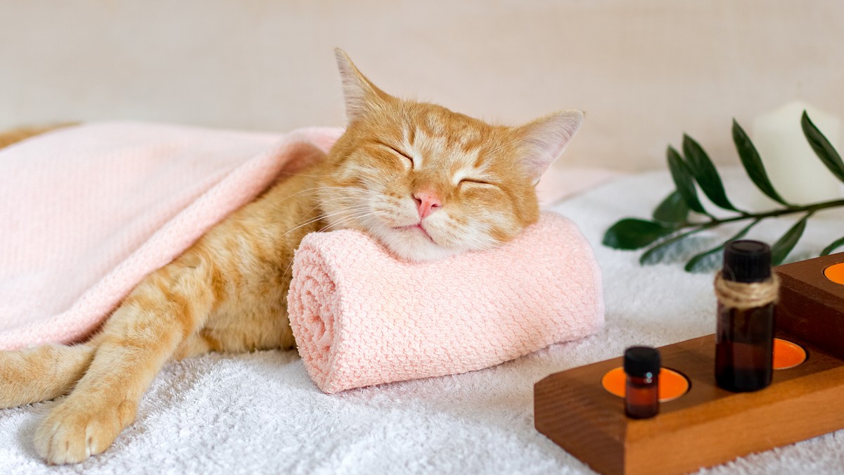 Os cães e os gatos são capazes de absorver o estresse dos seus tutores. Por isso, é importante promover momento relaxantes para os peludos (Foto: Canva/ CreativeCommons)