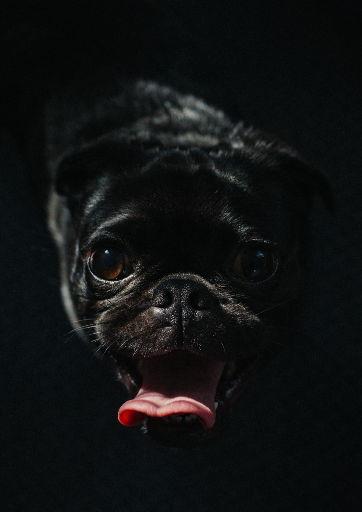 Os cachorros com o focinho chato, como buldogue e pug, têm os olhos voltados mais para frente, com uma amplitude menor do que os pets que têm os olhos mais nas laterais  (Foto: Pexels/ Charles/ CreativeCommons)