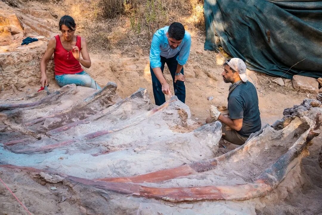 Jazida de Monte Agudo, em Portugal, revela a importância do registo fóssil de vertebrados da região de Pombal (Foto: IDL Ciências ULisboa)