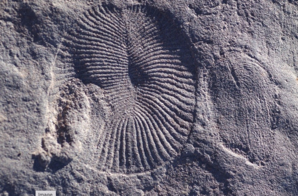 Impressões dos fósseis Dickinsonia (à esquerda) e a forma relacionada, mas rara, Andiva (à direita) em arenito no Parque Nacional Nilpena Ediacara, no sul da Austrália. - Foto: Scott Evans