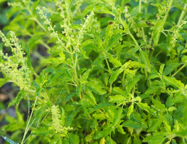 Thai Holy basil Ocimum tenuiflorum sanctum or Tulsi kaphrao Holy basil is an erect, many branched subshrub, 30 to 60 cm tall with hairy stems Leaves are green vegetable with flower blooming in garden on nature background (Foto: Getty Images)