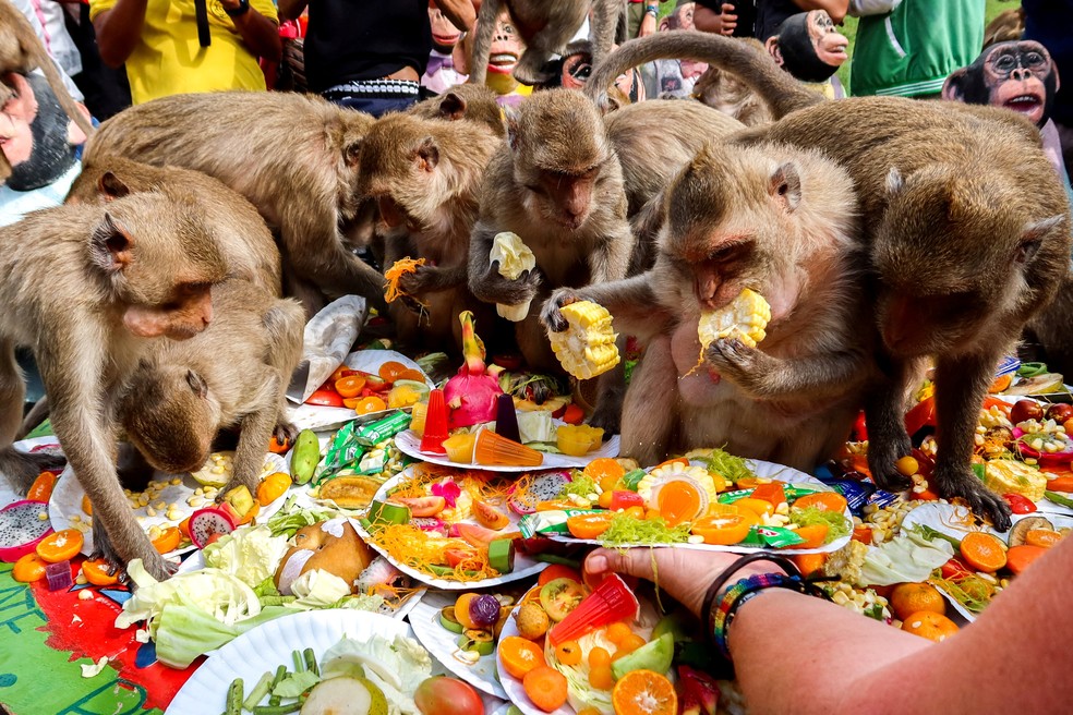 Macacos comendo refeição em festival na região central da Tailândia - Foto: Juarawee Kittisilpa/Reuters