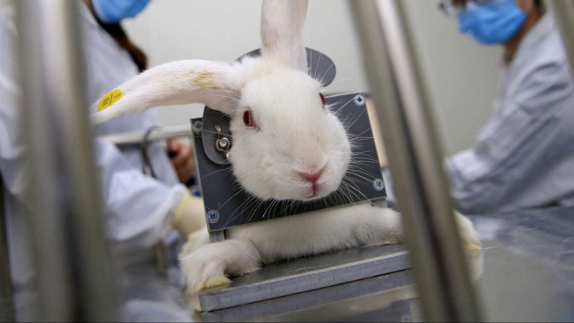 Governo proíbe uso de animais em pesquisas sobre cosméticos