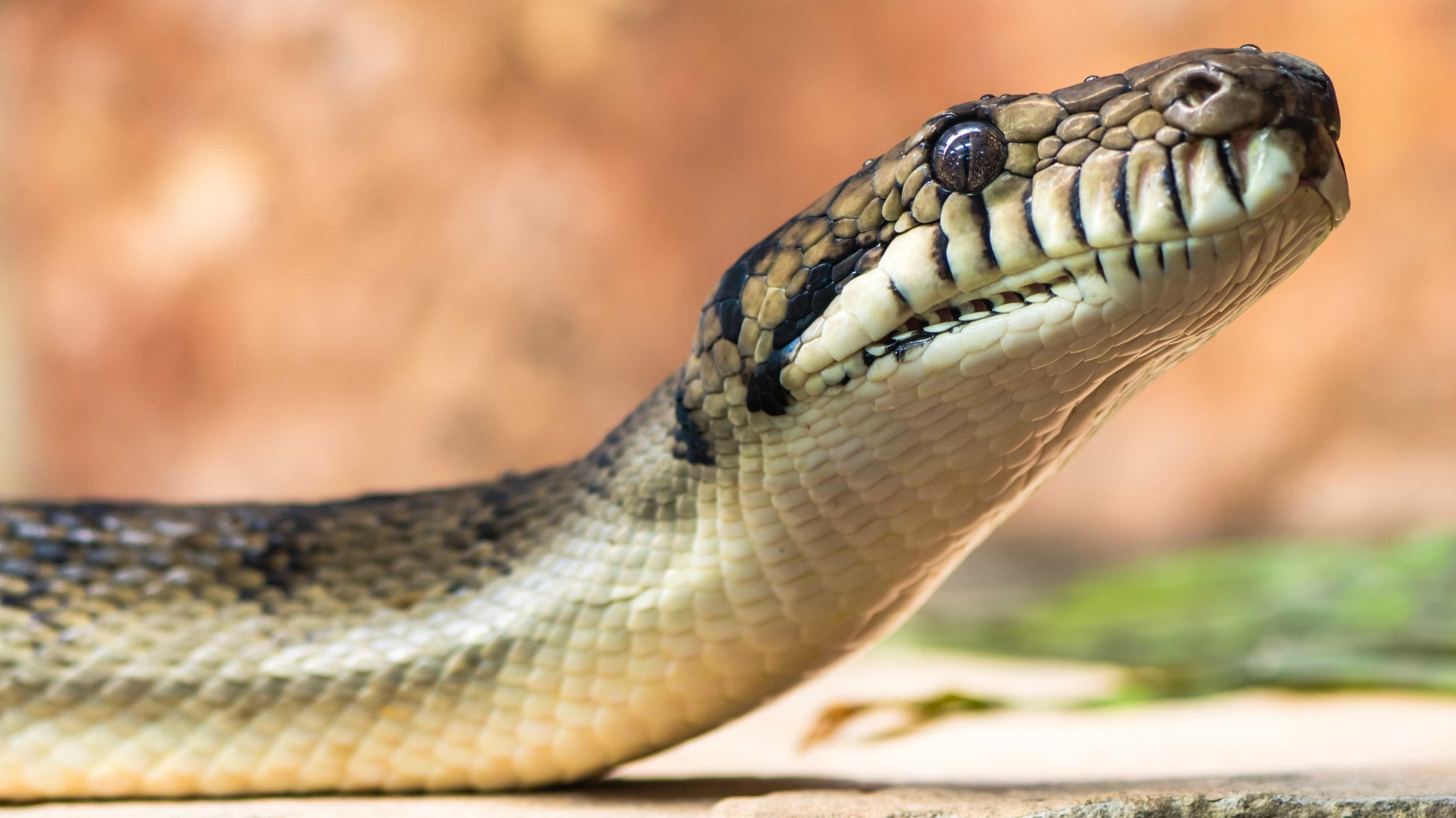 Menina de 2 anos é atacada por cobra... e a morde de volta