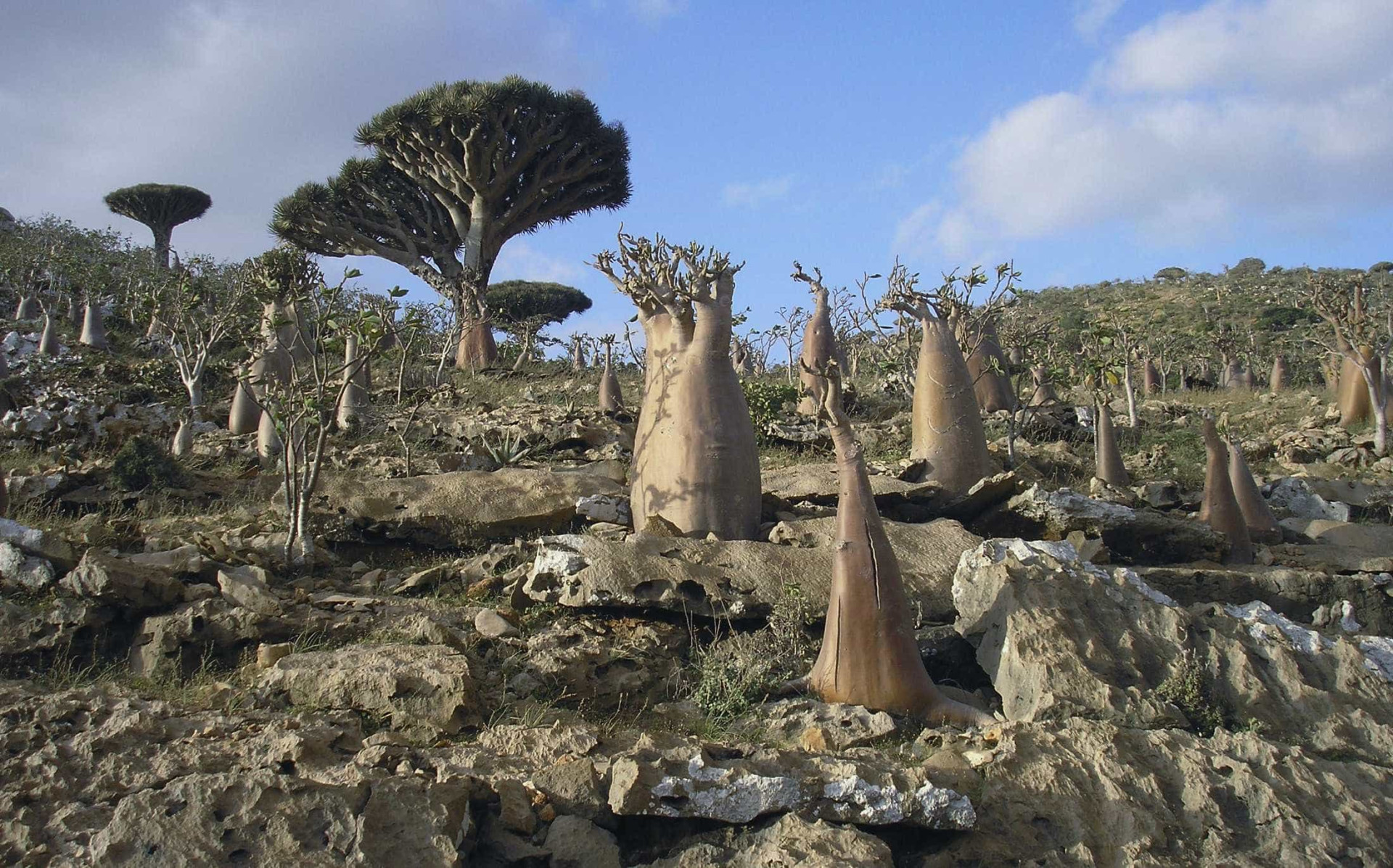 Ilha de Socotra: o destino mais alienígena do planeta Terra