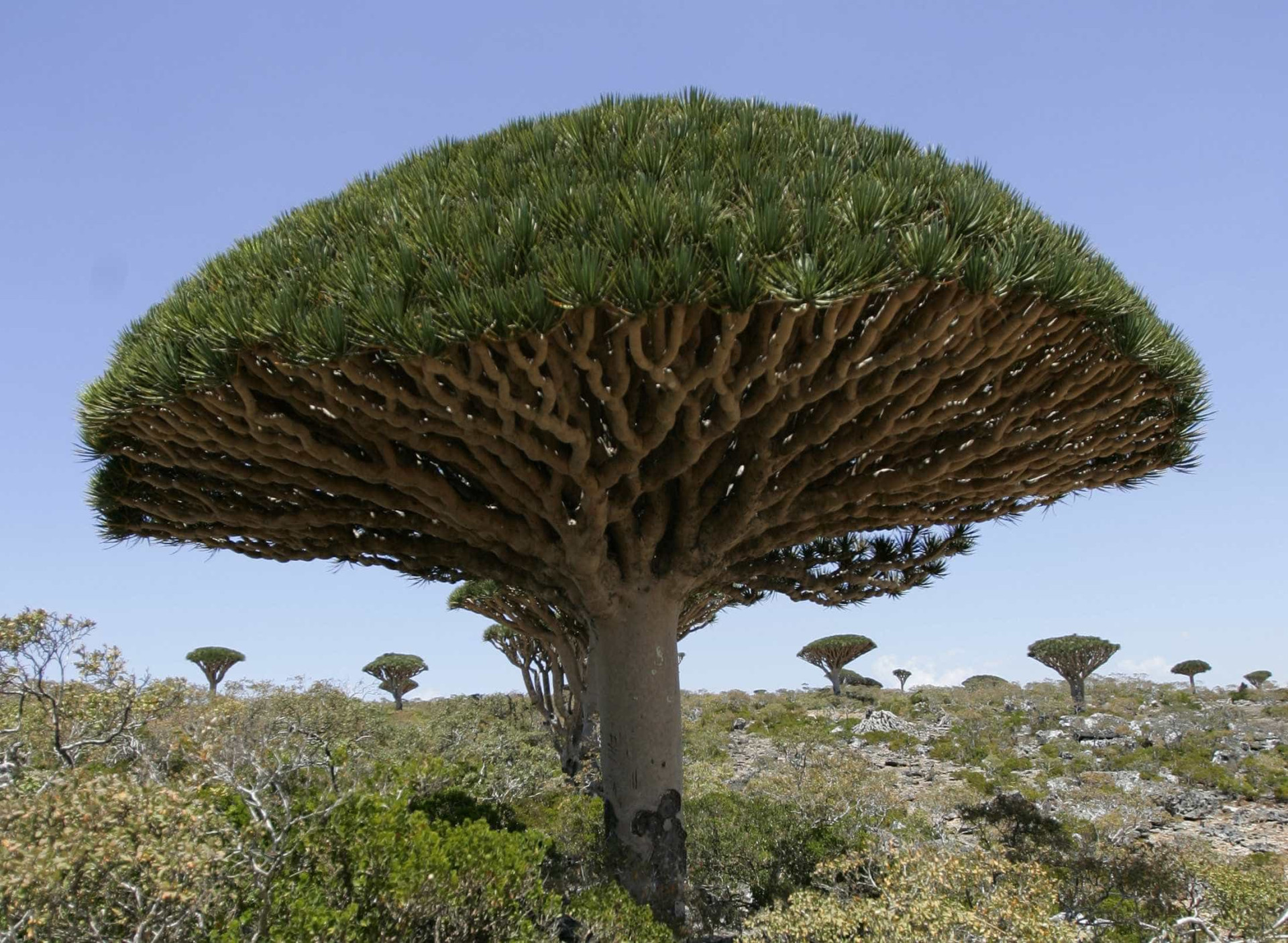 Ilha de Socotra: o destino mais alienígena do planeta Terra