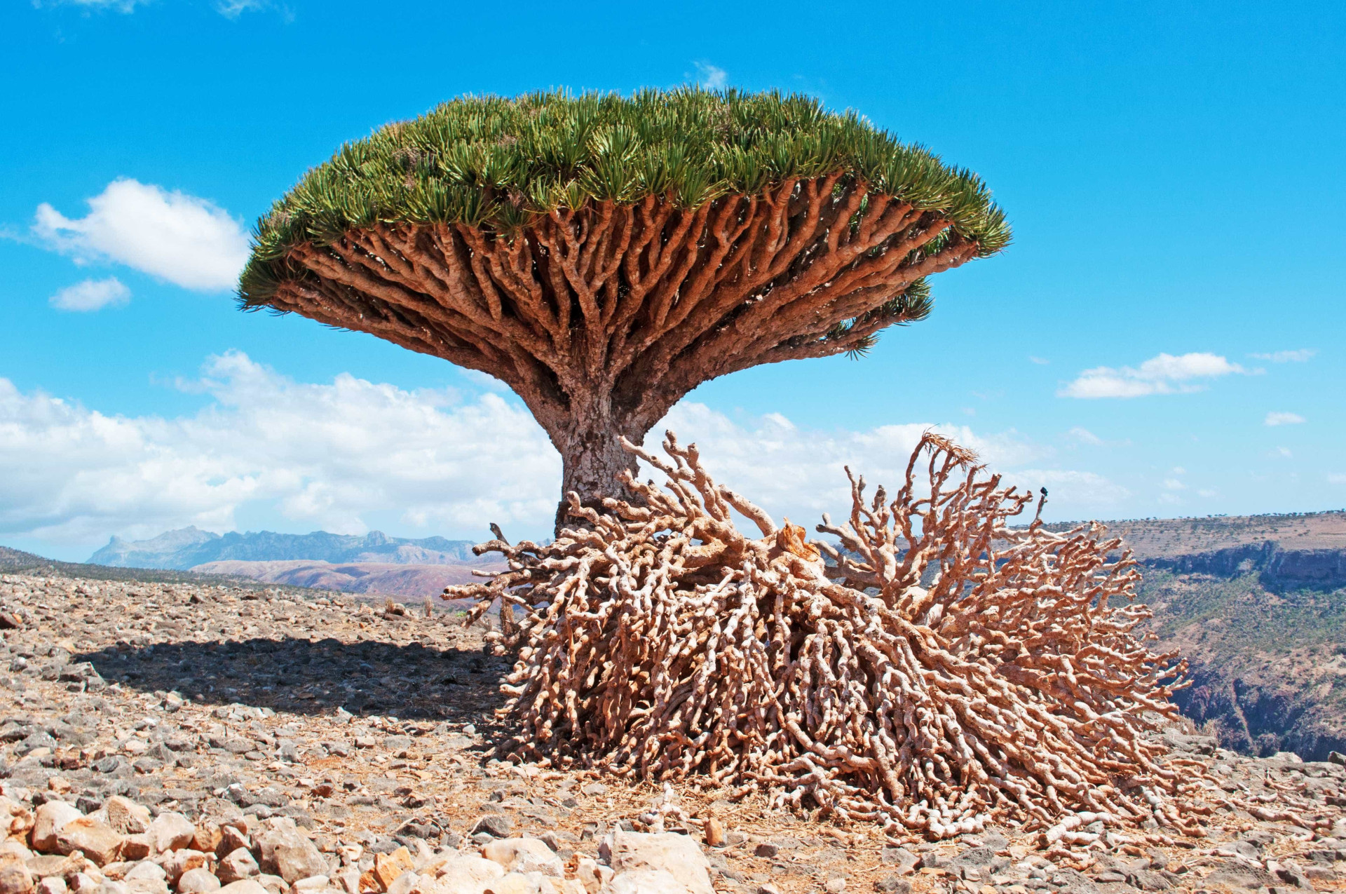 Ilha de Socotra: o destino mais alienígena do planeta Terra