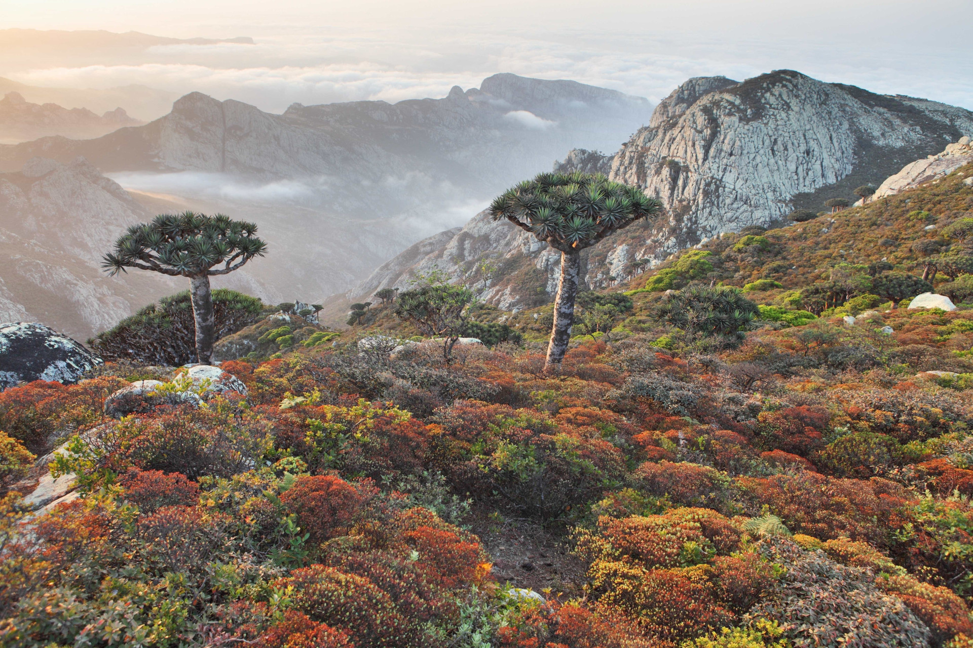 Ilha de Socotra: o destino mais alienígena do planeta Terra