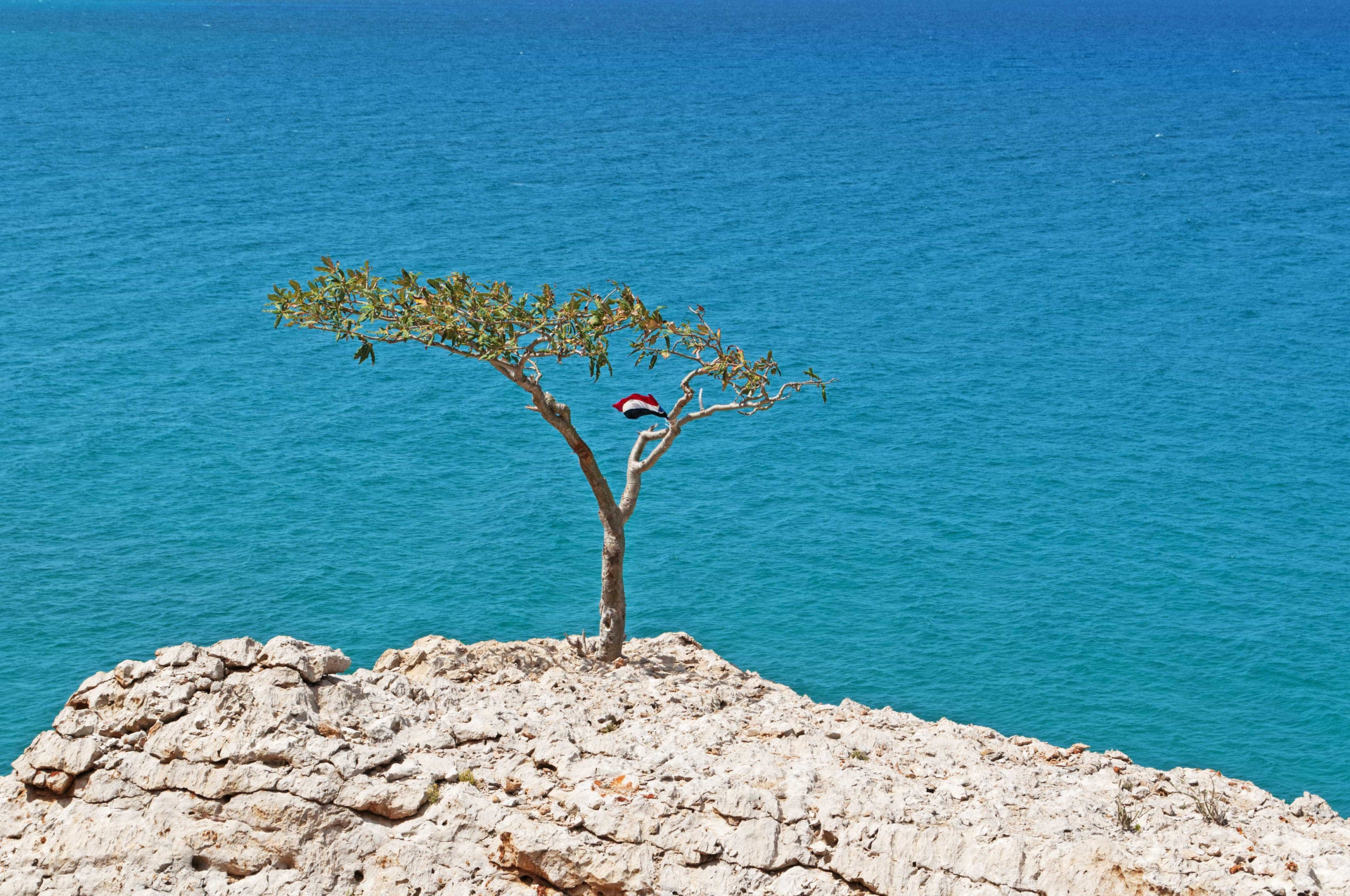 Ilha de Socotra: o destino mais alienígena do planeta Terra