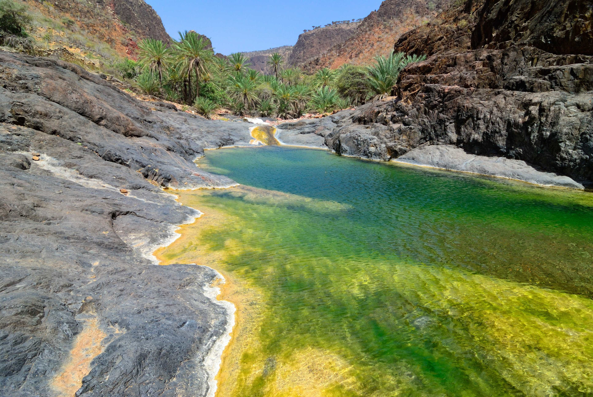 Ilha de Socotra: o destino mais alienígena do planeta Terra