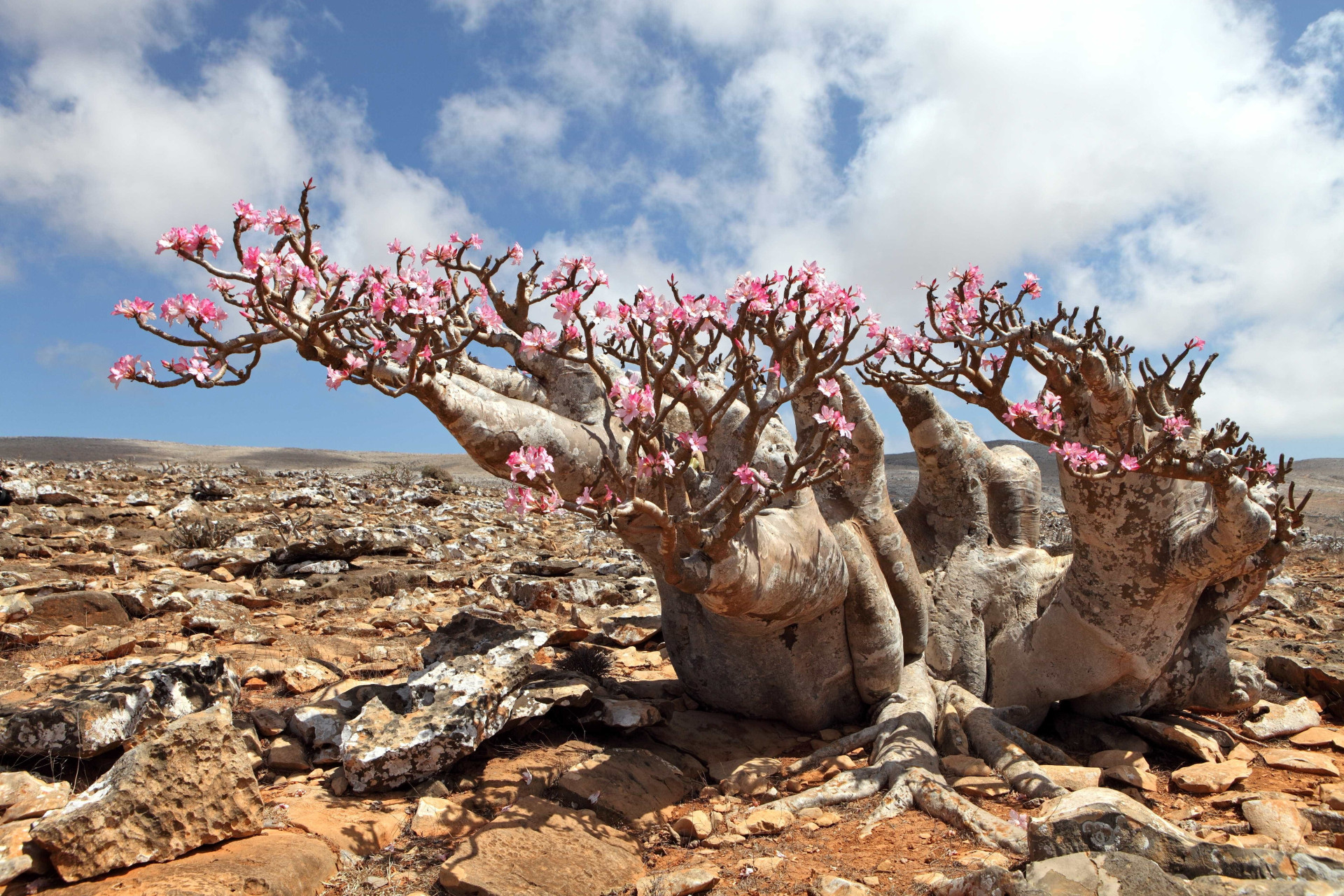 Ilha de Socotra: o destino mais alienígena do planeta Terra