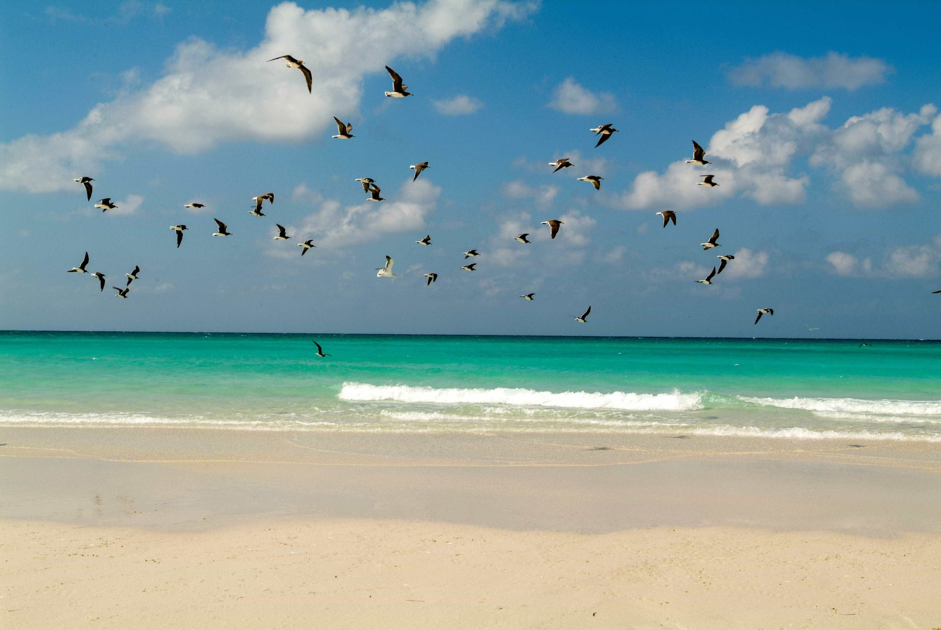 Ilha de Socotra: o destino mais alienígena do planeta Terra