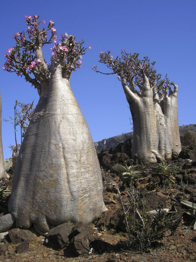 Ilha de Socotra: o destino mais alienígena do planeta Terra