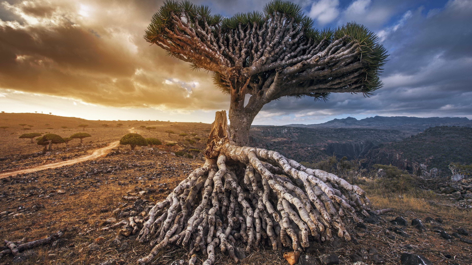 Ilha de Socotra: o destino mais alienígena do planeta Terra