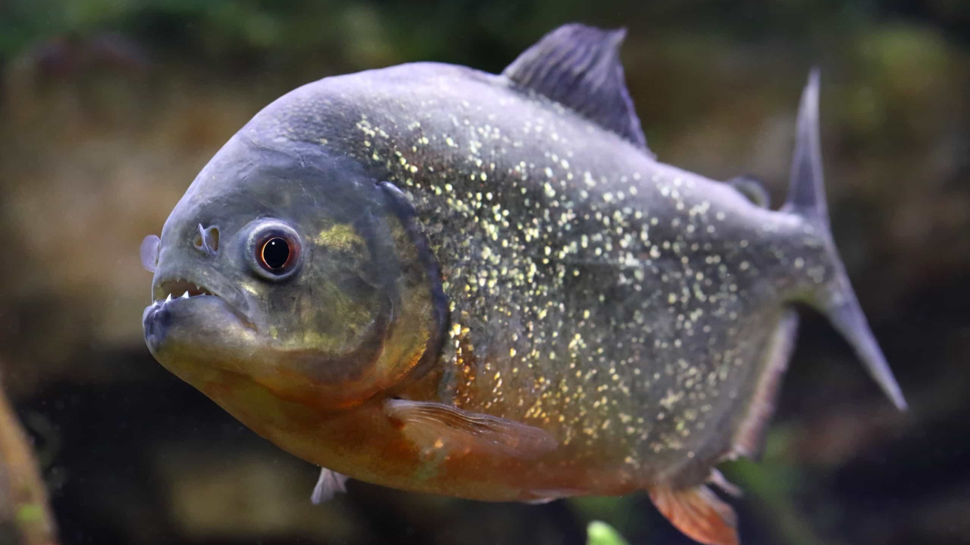 Ataque de piranhas mata quatro pessoas no Paraguai