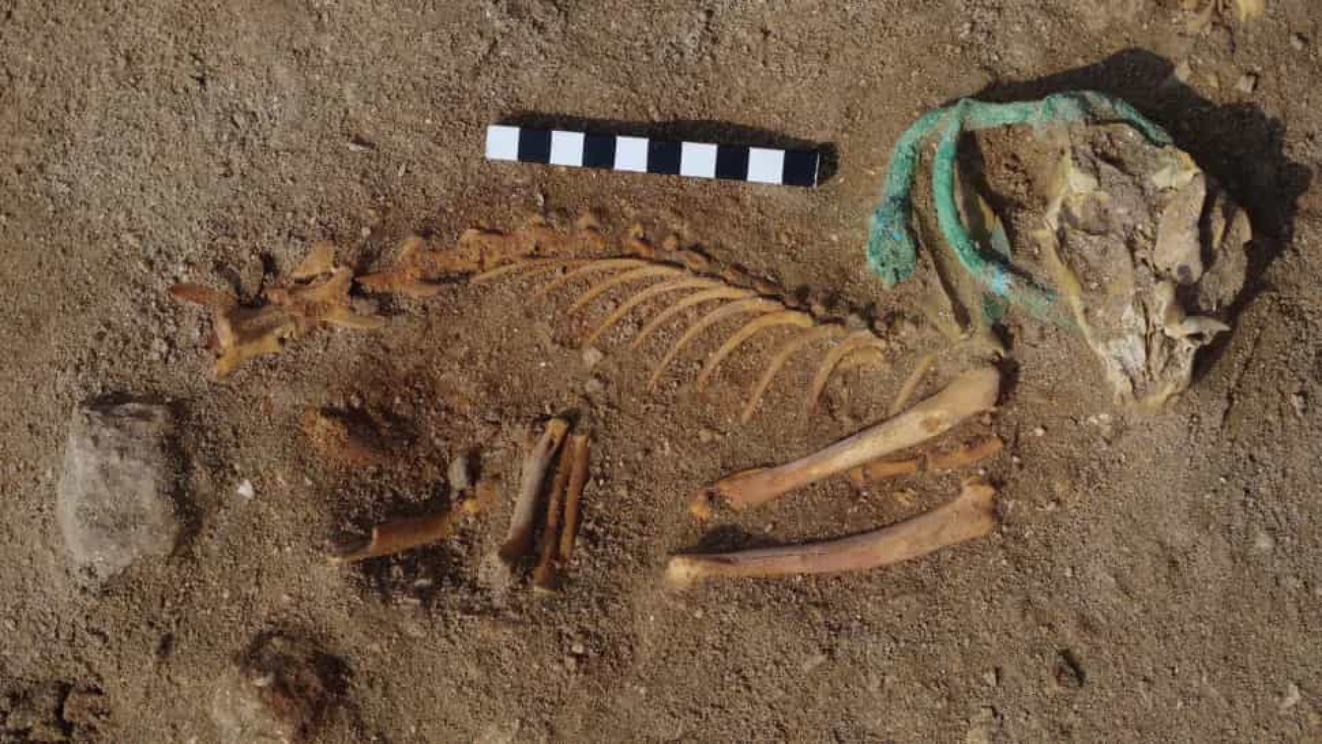 Cemitério de animais mais antigo do mundo é encontrado no Egito