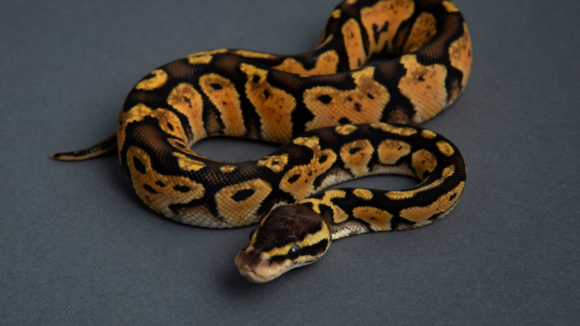 Cobra píton fêmea ataca cuidador no rosto para proteger ovos