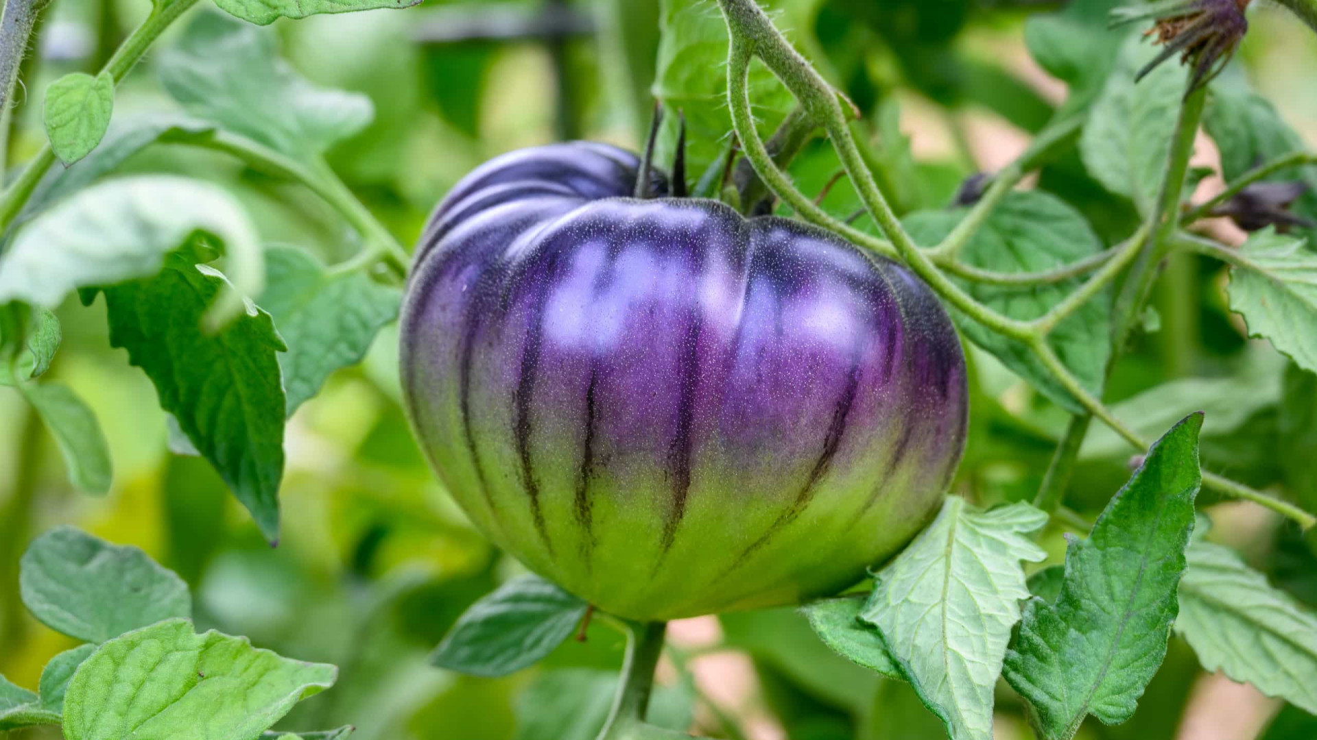 Com DNA modificado, tomate roxo é avaliado para uso comercial nos EUA