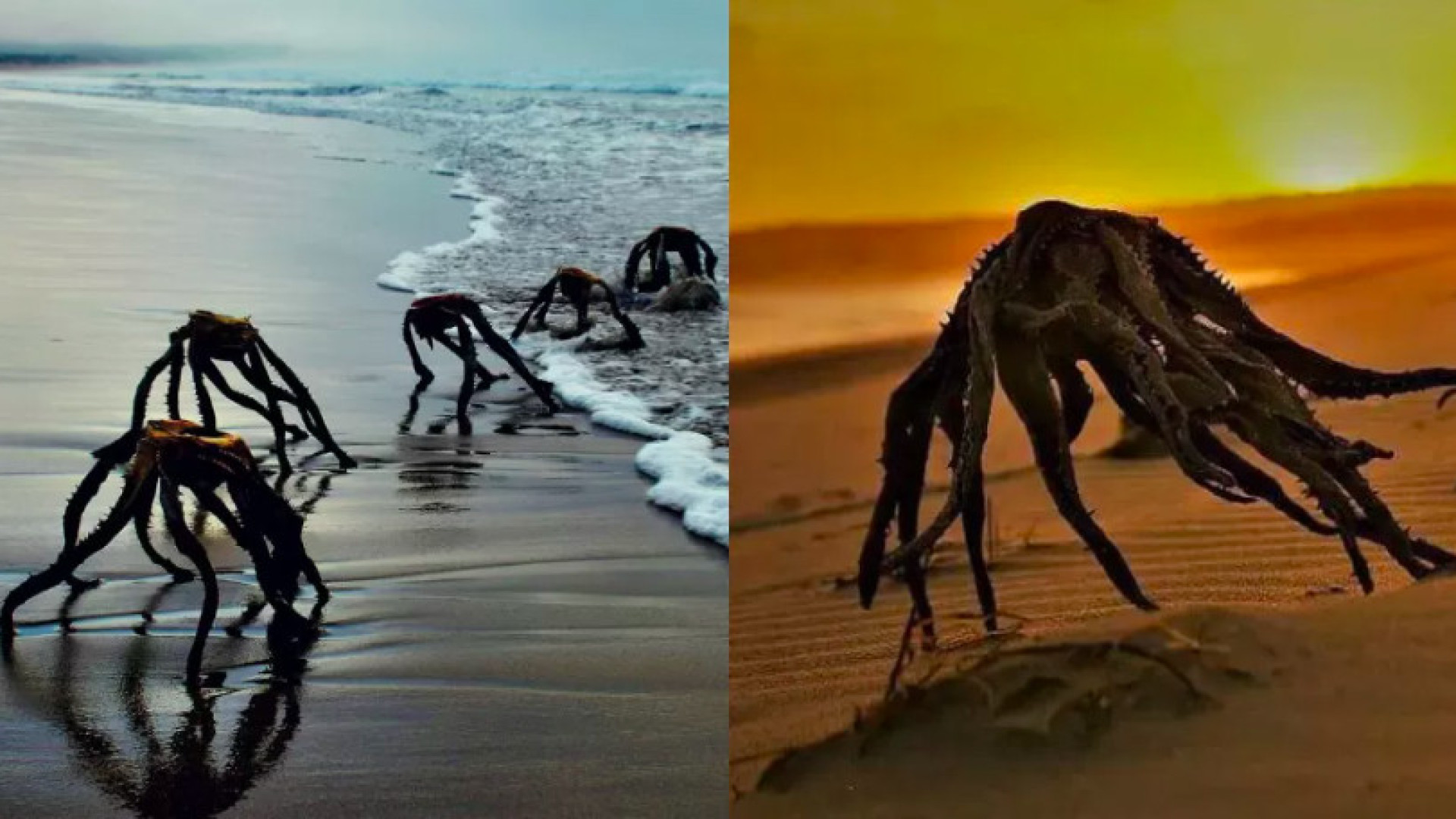 Sul-africanos tomam susto em praia com seres que não são o que parecem