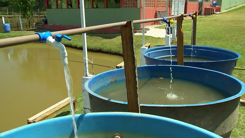 Criação de peixes em caixas d´água foca no baixo custo - Foto: Reprodução/TV TEM