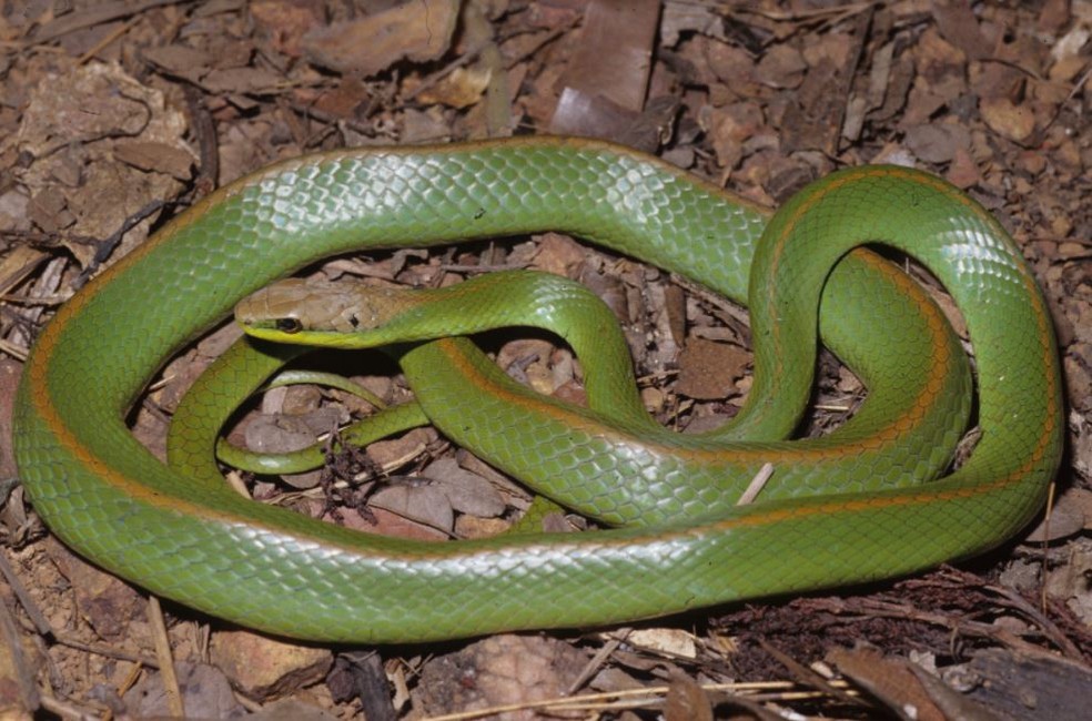 Cobra-verde (Philodryas olfersii) é espécie amplamente distribuída na América do Sul - Foto: Otávio Marques