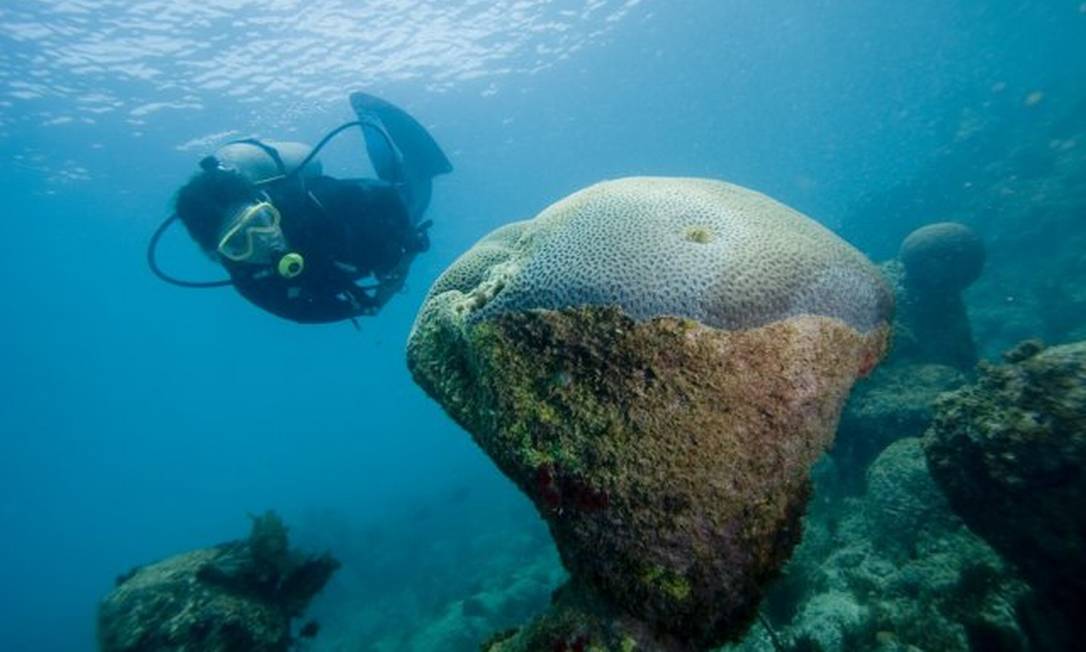 Mergulho no Parque Nacional de Abrolhos, no sul da Bahia Foto: ICMBio / Reprodução