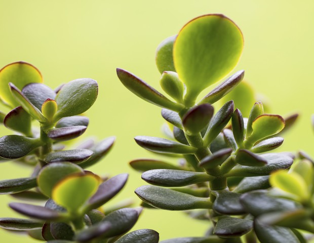 Succulent plant (Foto: Getty Images)