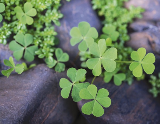 7 plantas para ter em casa que atraem sorte (Foto: Getty Images/EyeEm)